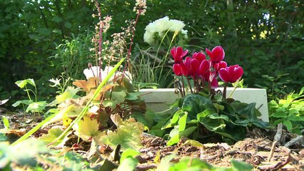 A Niort, le repos éternel peut désormais être écolo