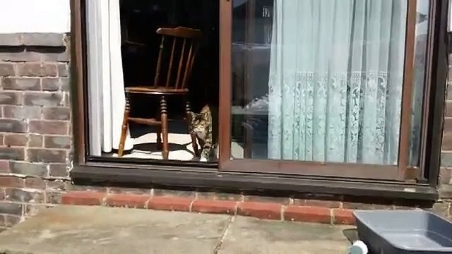 Bu Kedinin Sesi Çok Acayip