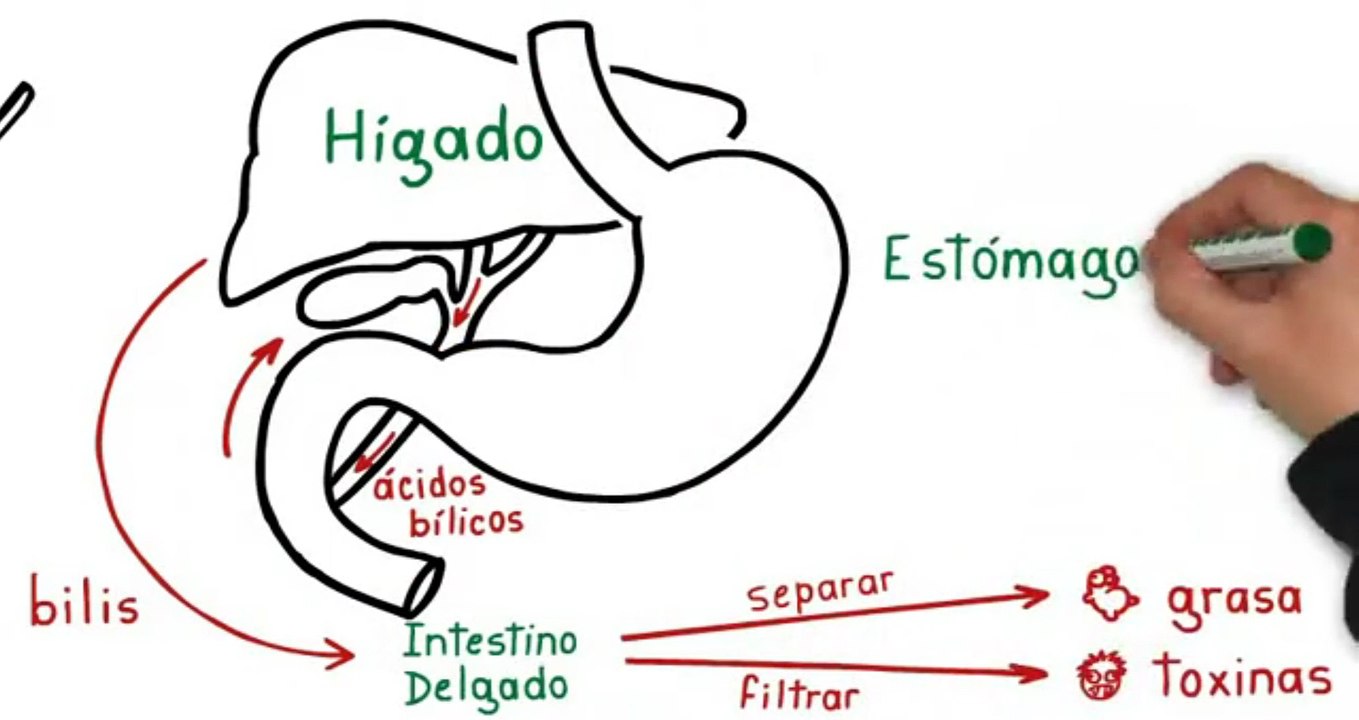 Factor Quema Grasa - Como Bajar de Peso - Perder Peso Naturalmente