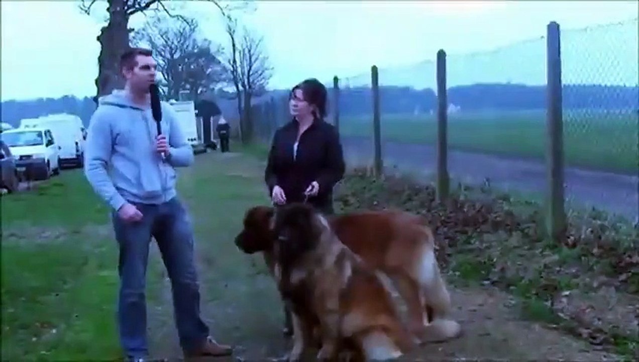 Dog Interview Fail.,.,Start mating.,.,.,., - video Dailymotion
