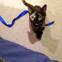 A message on behalf of cats on National Cat Day