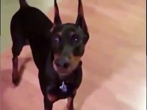 Собака собирается на дачу