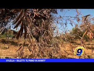 XYLELLA | Silletti: "Il piano va avanti"