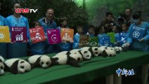 Buzz : Naissances de 12 bébés pandas en Chine. ( Six Giant Panda twins presented in Chengdu ) !