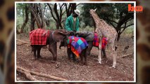 Deux bébés girafe et éléphant sont les meilleurs amis du monde