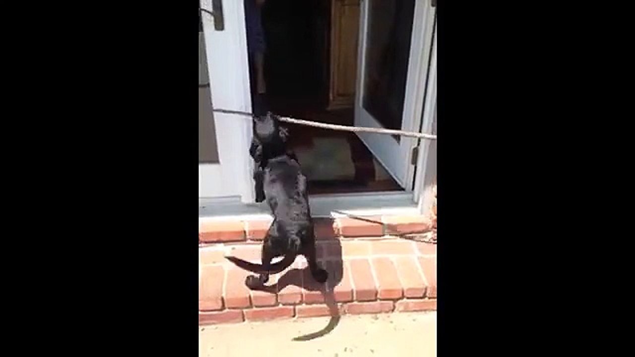 Un chien plus Malin que les autres