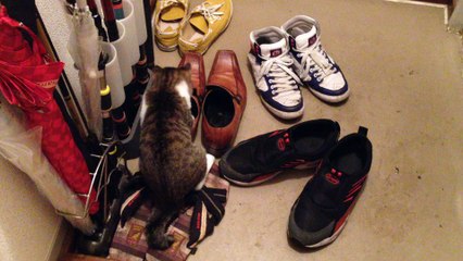 臭いフェチ？な猫