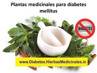 Plantas medicinales para diabetes mellitus