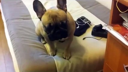 Бульдог пародирует ролик в интернете