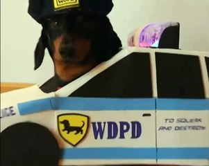 Грабитель испугался собаки-полицейского