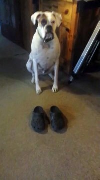 Покажи, как бабуля ходит