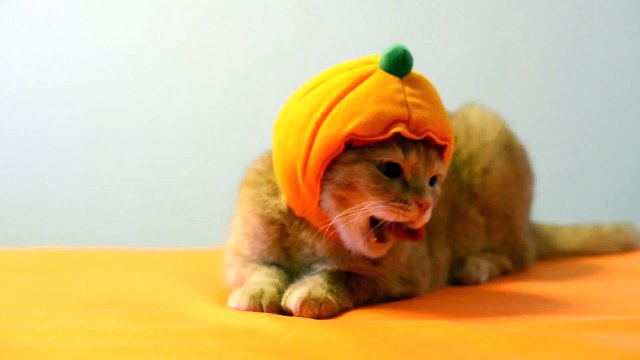 Хеллоуинские коты