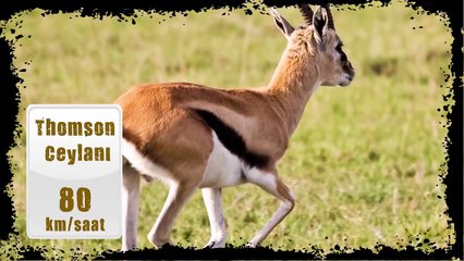 Dünyanın En Hızlı Koşan 10 Hayvanı