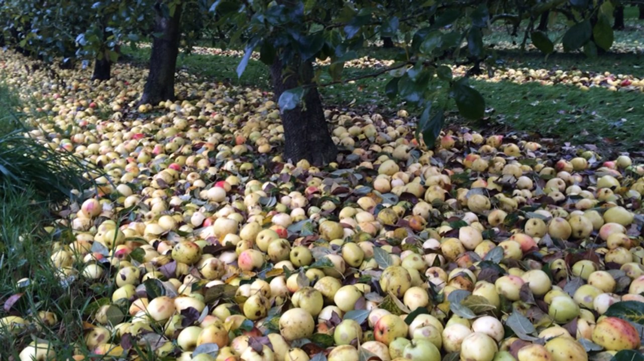 Ramassage des pommes à cidre aux vergers de la justais