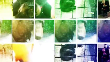 Bears Are the Best Compilation from the JukinVideo Vault