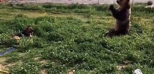 Un ours s'amuse avec un tuyau d'arrosage