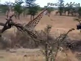Aslan Katili Zürafa!