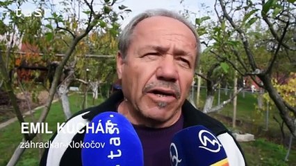 =tasr= KLOKOCOV_JABLONE-KVETY 29.10.2015