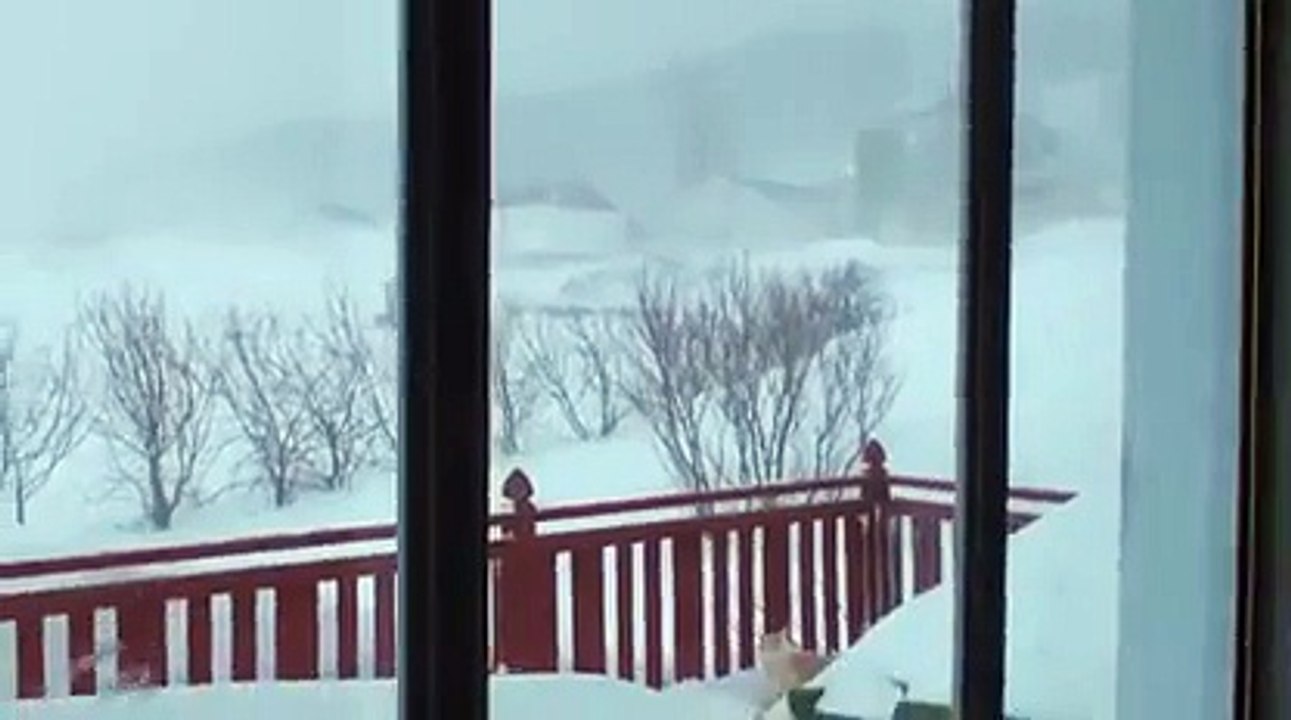 Un chat veut ses croquettes