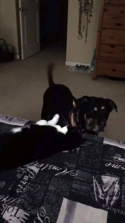 Un chat empêche un chien de monter sur le lit!