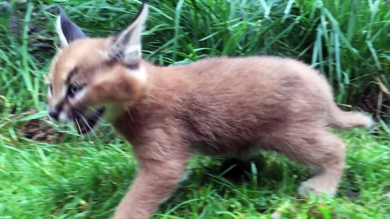 Un bébé lynx fait sa première sortie