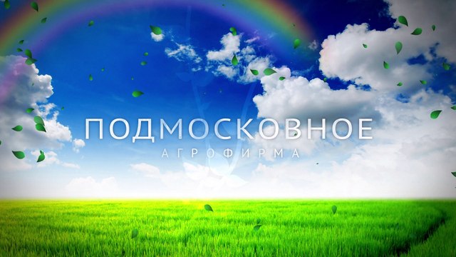 Директор молодежно-социального центра «Будущее» об Агрофирме «Подмосковное»