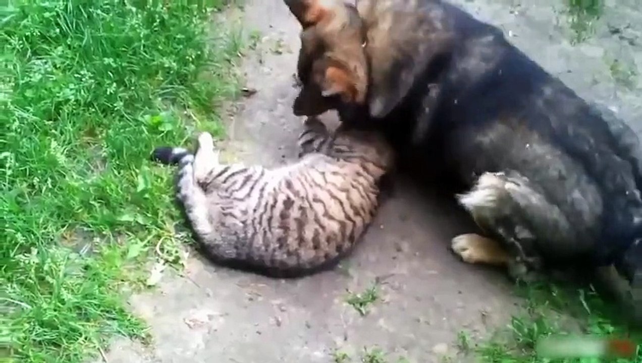 Funny Dogs   Dog love Cat Compilation   Funny Cats 20xx - 2015