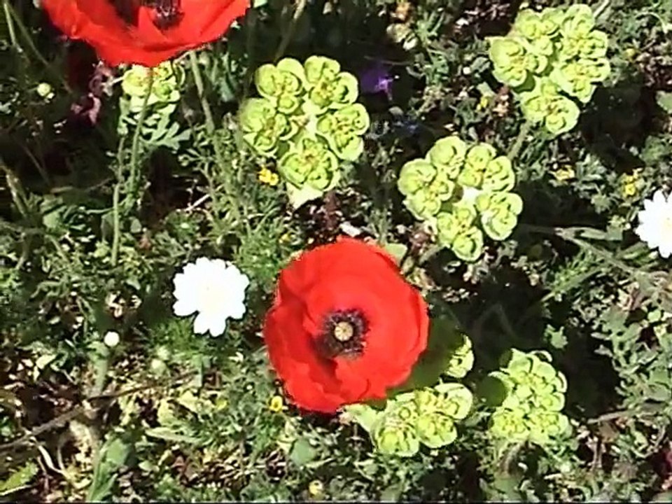 La nature Corse