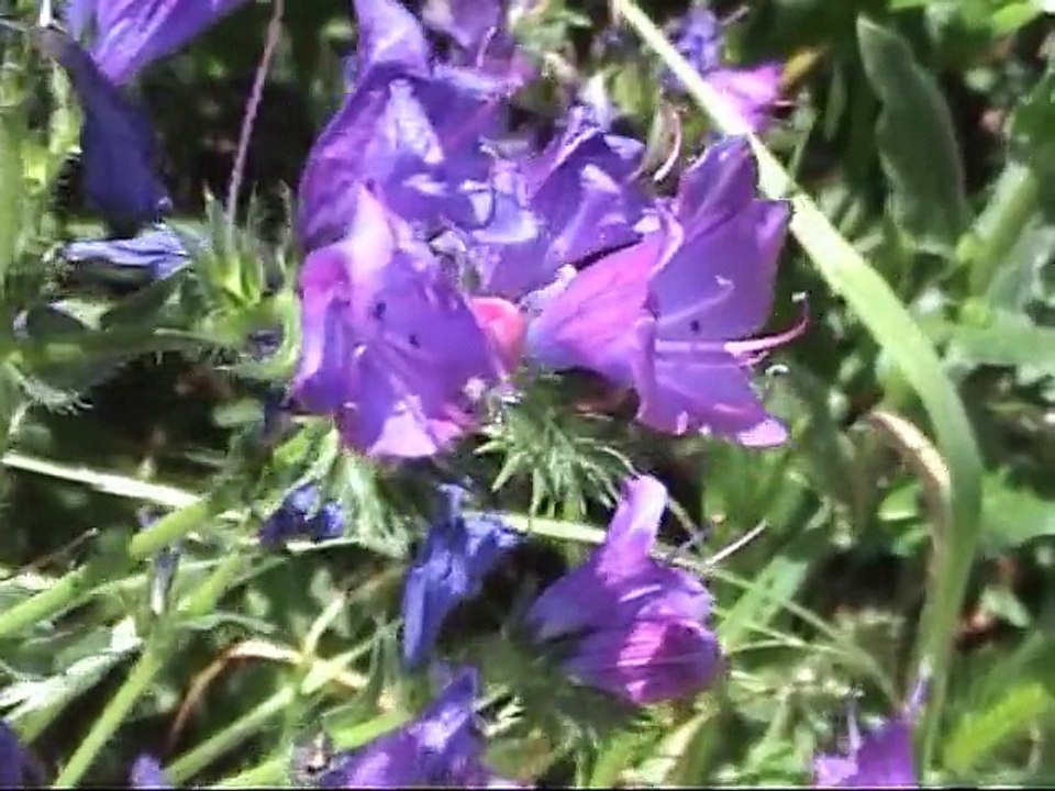 La Corse et sa nature