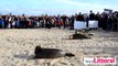 Cinq phoques ont été relâchés sur la plage de Calais le 29 octobre 2015.