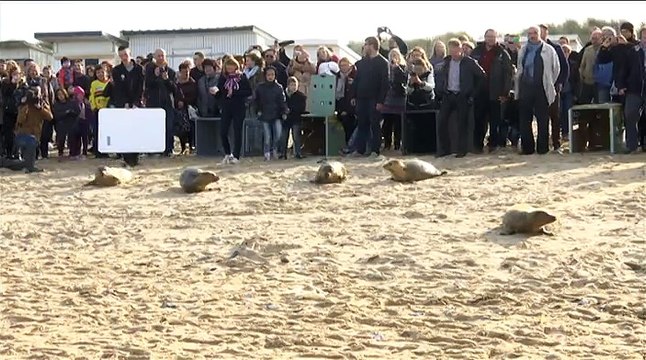 CALAIS - cinq jeunes phoques retrouvent leur liberté sur la plage