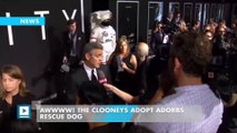 Awwww! The Clooneys adopt ADORBS rescue dog