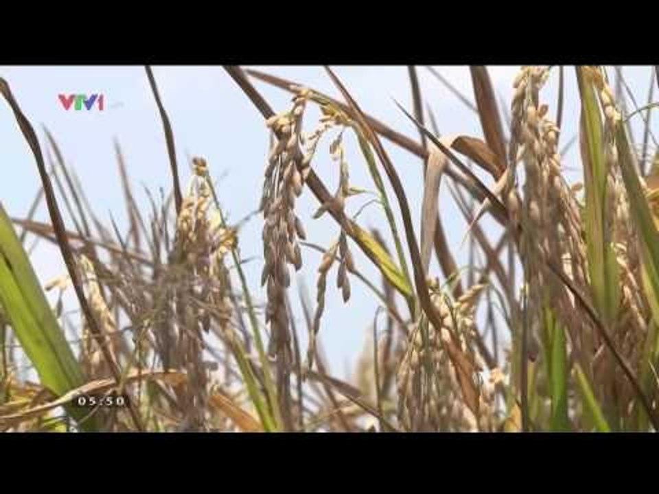 CHÀO BUỔI SÁNG: ĐBSCL - GIÁ LÚA GIẢM DẪN TỚI NỖI LO LẮNG CỦA NGƯỜI DÂN (18/03/2015)