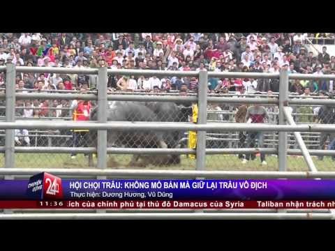 CHUYỂN ĐỘNG 24H: HỘI CHỌI TRÂU PHÚC THỌ SẼ GIỮ LẠI CON TRÂU THẮNG CUỘC CHỨ KHÔNG MỔ BÁN (16/03/2015)