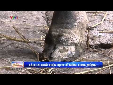 CHÀO BUỔI SÁNG: LÀO CAI XUẤT HIỆN DỊCH LỞ MỒM, LONG MÓNG (09/03/2015)