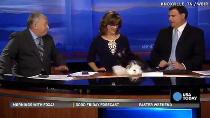 Des lapins tentent de se reproduire en direct à la TV