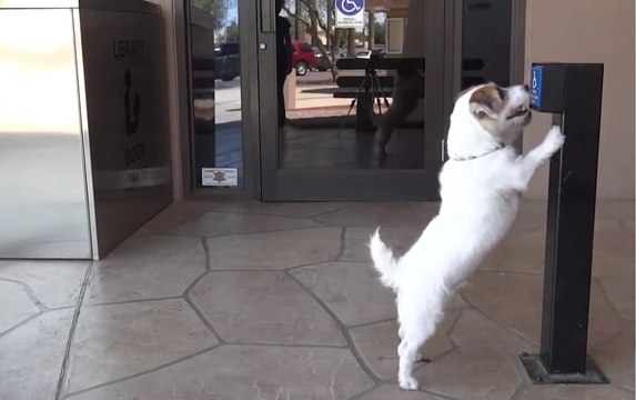 Самая умная собака в Мире попала в книгу(Гиннесса)