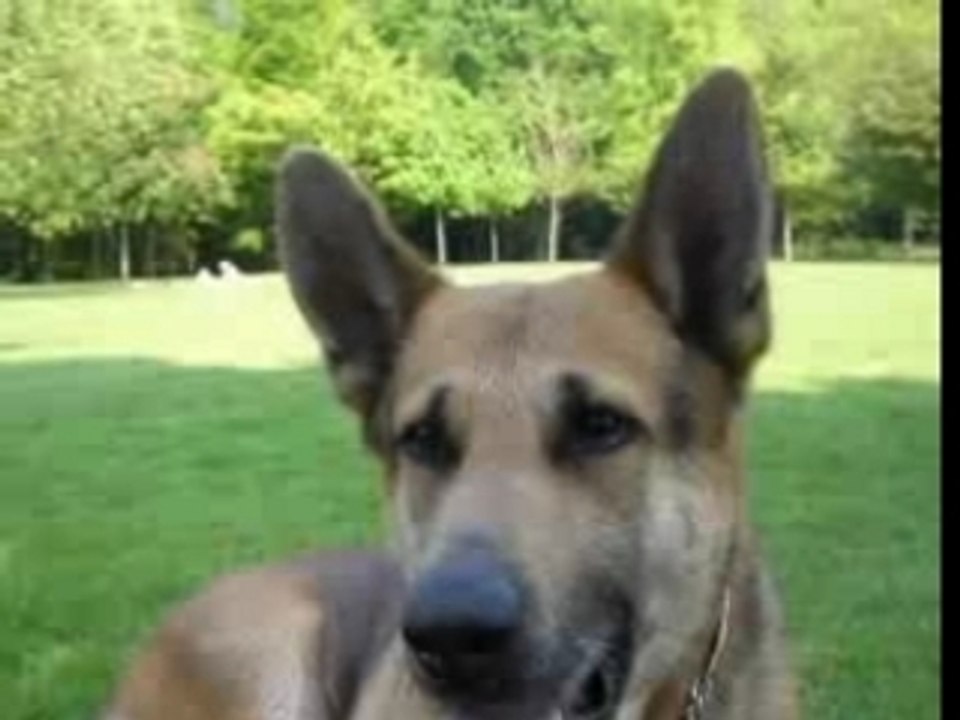 Video pilou