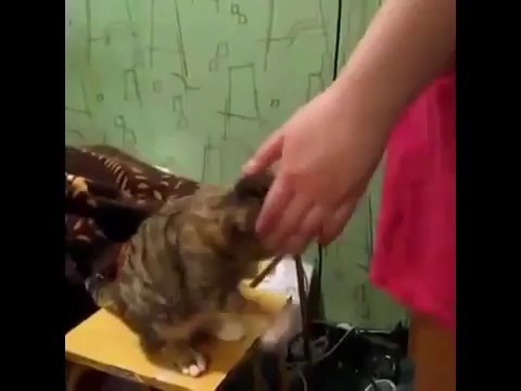 Милые животные