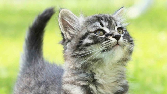 7 adorable kitten facts all cat lovers must know
