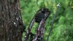 The Rut: Gun Stands vs. Bow Stands