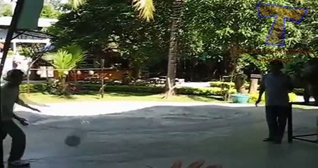 NUEVO! Funny animals playing sports - Cute animal compilation zxvf