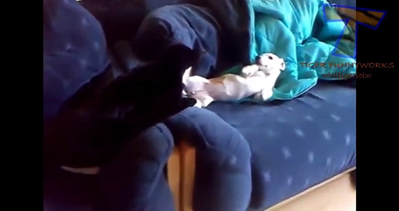 NUEVO! Funny dogs annoying cats - Cute animal compilation zxvf