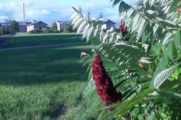 POLAROID 4k HIGH DEFINITION POCKET CAMCORDER REVIEW