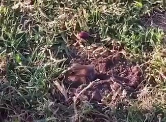 Les animaux qui voler des friandises