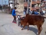 Bike Stunt fails - boy injured - Pride of Cows appeared
