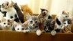 Uber DELIVERS KITTENS For National Cat Day | What's Trending Now