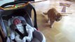 Cats and dogs meeting babies for the first time  Cute animal compilation - Sweet Babies