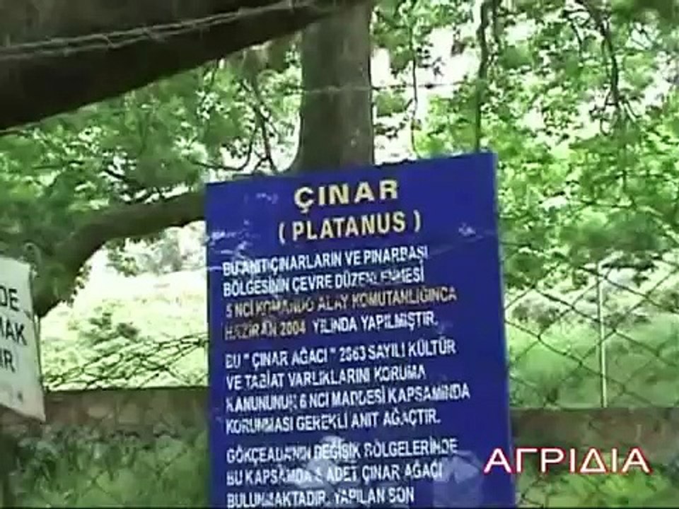 ΑΓΡΙΔΙΑ ΙΜΒΡΟΣ