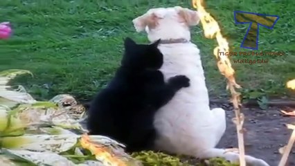 Funny cats massaging and petting dogs Cute animal compilation